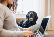 Where Should You Be Looking for Pet Supplies?