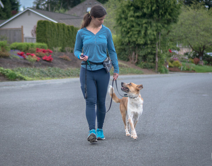 Dog Training Secrets-Focusing on the Walk
